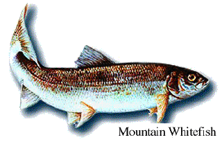 Rocky Mountain Whitefish