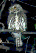 Northern Pygmy Owl