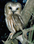 Northern Saw-Whet Owl