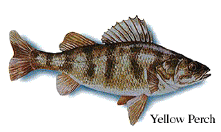 Yellow Perch