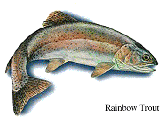 Rainbow Trout