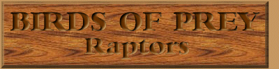 raptorbanner