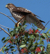 Red-shouldered Hawk