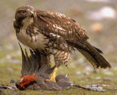 Red-tailed Hawk
