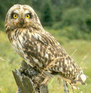 Short Eared Owl