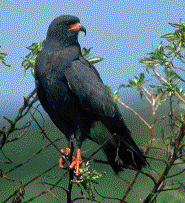 Snail Kite