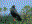 Snail Kite