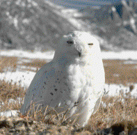 Snowy Owl