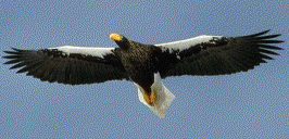 Steller's Sea Eagle