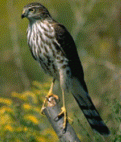 Sharp-shinned Hawk