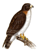 Short-tailed Hawk