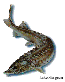 Sturgeon