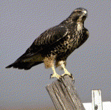 Swainson's Hawk