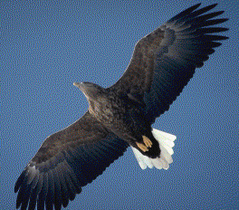 White-tailed