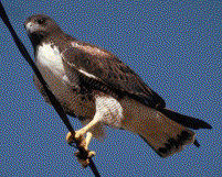 White-tailed Hawk
