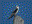 Black-shouldered Kite