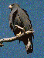 Zone-tailed Hawk