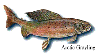Arctic Grayling