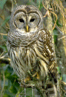 Barred Owl