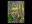 Barred Owl