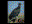 Black Vulture