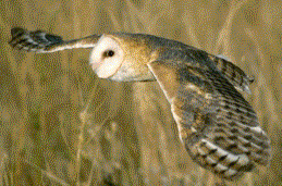 Barn Owl