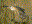 Barn Owl