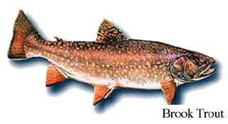 Brook Trout