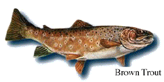 Brown Trout