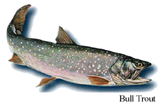 Bull Trout