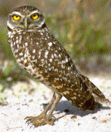 Burrowing Owl