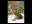 Burrowing Owl