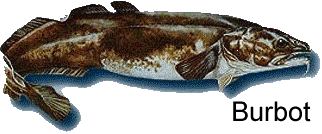Burbot