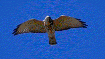 Broad-winged Hawk