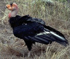 California Condor