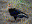 California Condor