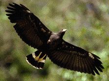Common Black Hawk