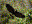 Common Black Hawk