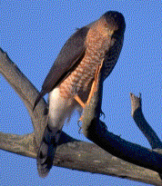 Cooper's Hawk