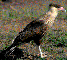 Caracara