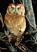 Eastern Screech Owl