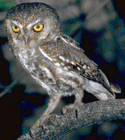 Elf Owl
