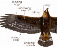 Wings 1