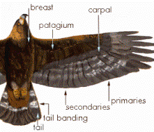 Wing 2