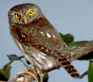 Ferruginous Pygmy Owl