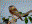 Furrginous Pygmy Owl