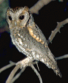Flammulated Owl