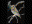 Flammulated Owl