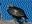 Golden Eagle