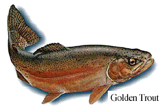 Golden Trout